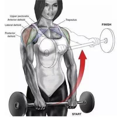 直立啞鈴前平舉.jpg 直立啞鈴前平舉.jpg